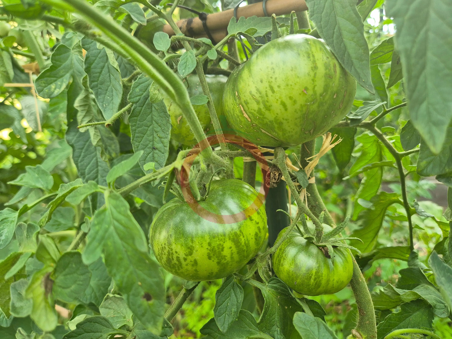 Feuerwerk DER TOMATENFLÜSTERER