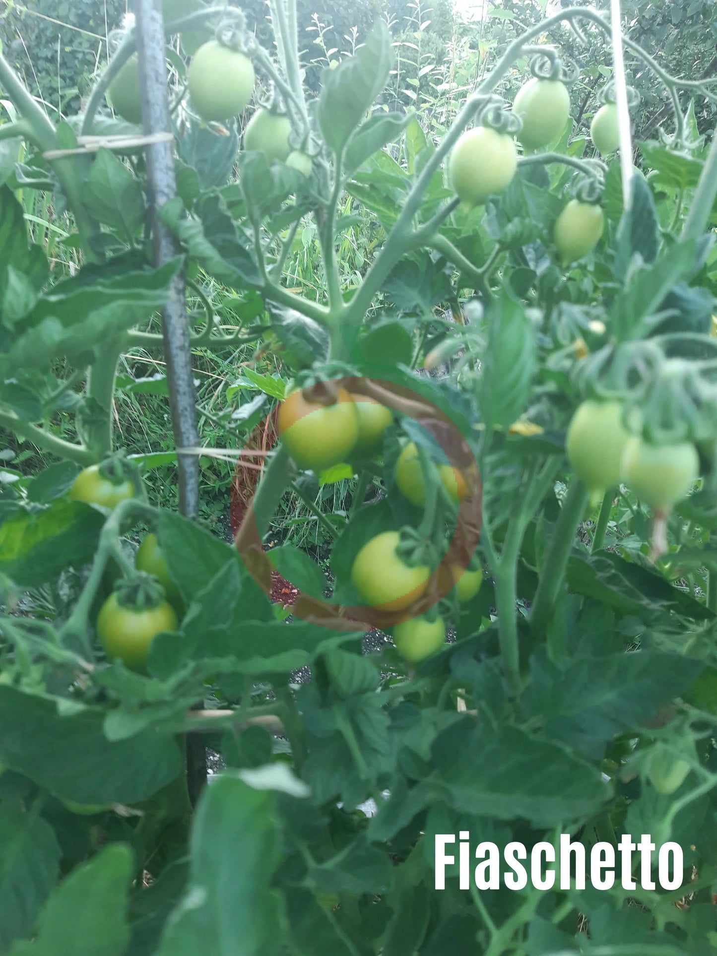 Fiaschetto DER TOMATENFLÜSTERER