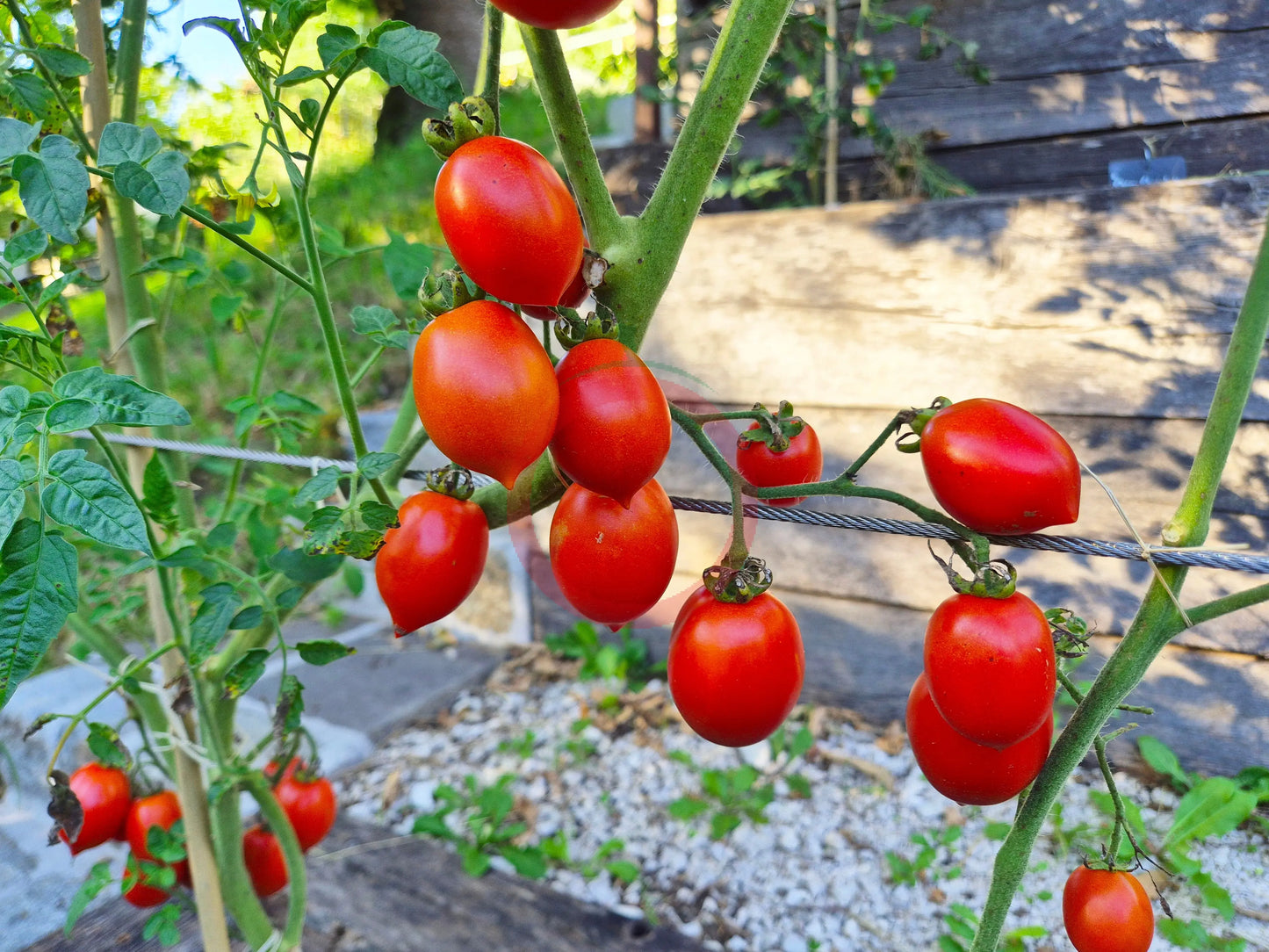 Fiaschetto di Manduria DER TOMATENFLÜSTERER