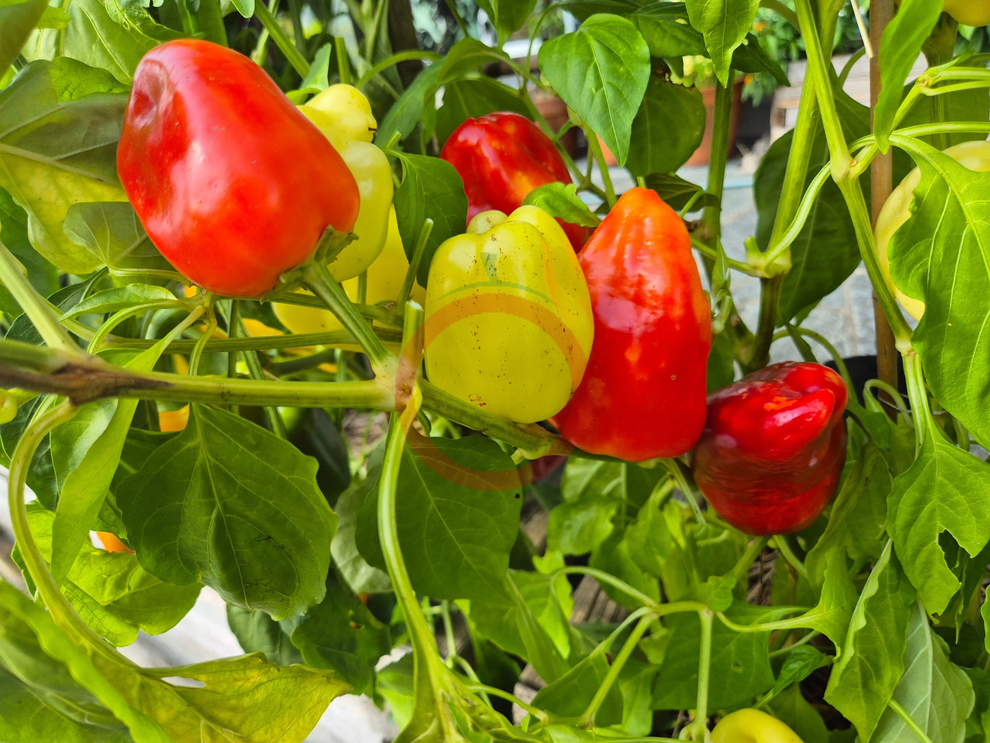 Firebird DER TOMATENFLÜSTERER