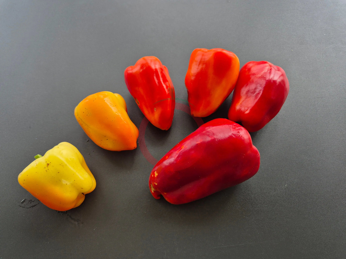 Firebird DER TOMATENFLÜSTERER