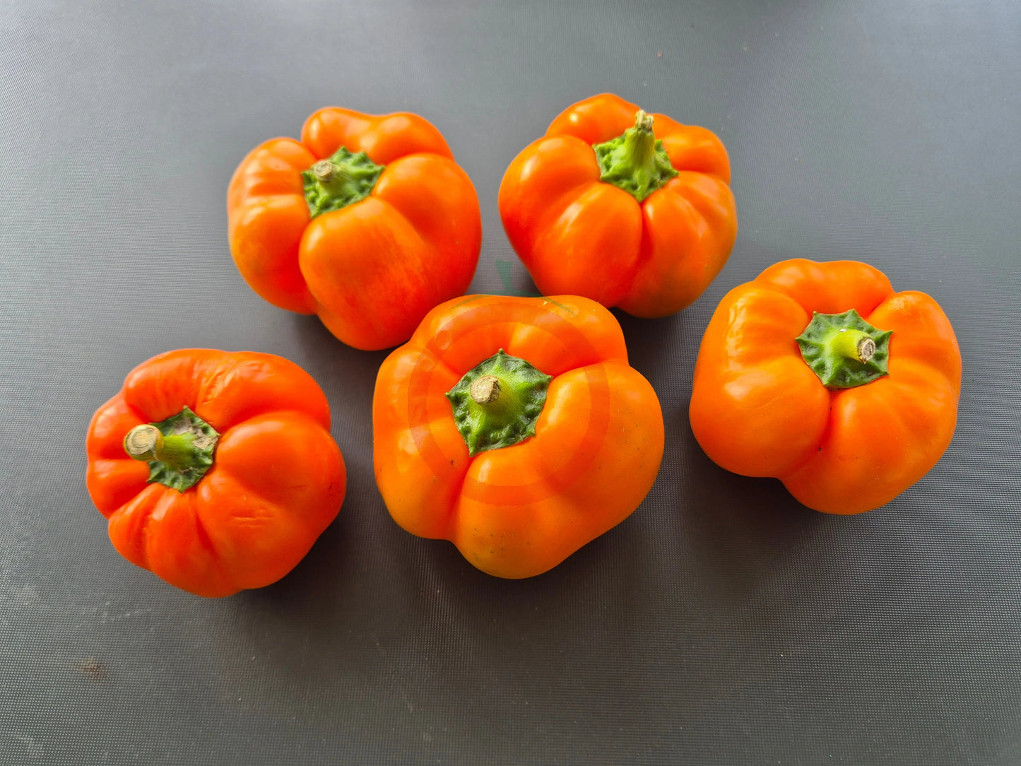Fon Baron Orange DER TOMATENFLÜSTERER