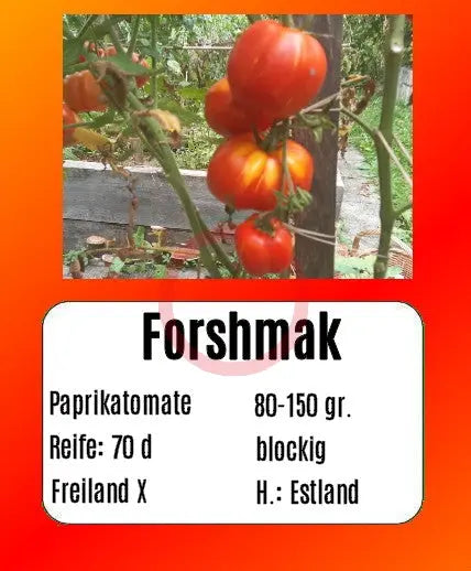 Forshmak DER TOMATENFLÜSTERER