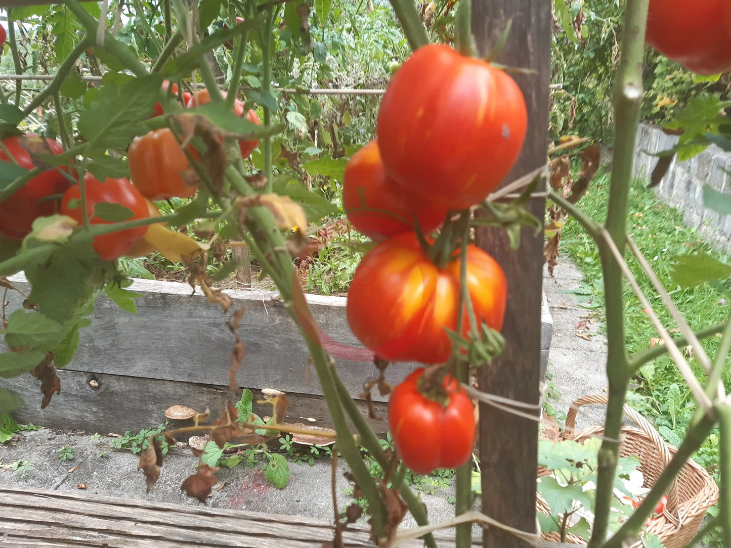 Forshmak DER TOMATENFLÜSTERER
