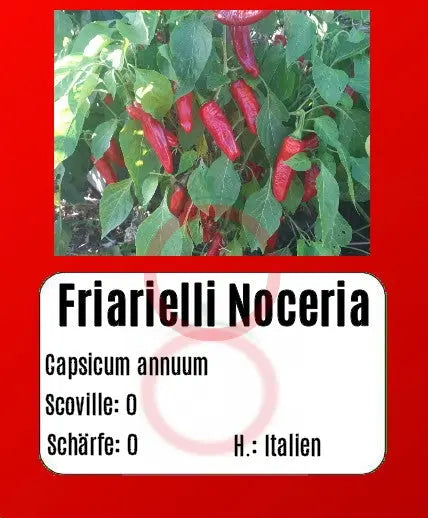 Friarielli Noceria DER TOMATENFLÜSTERER