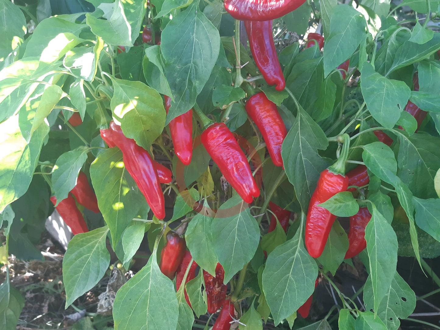 Friarielli Noceria DER TOMATENFLÜSTERER