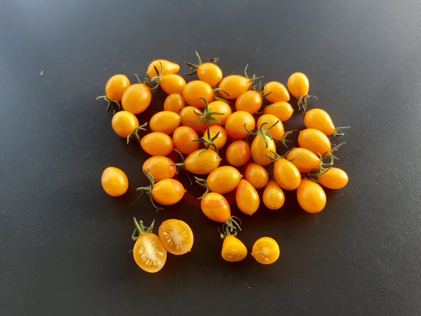 Galapagos DER TOMATENFLÜSTERER