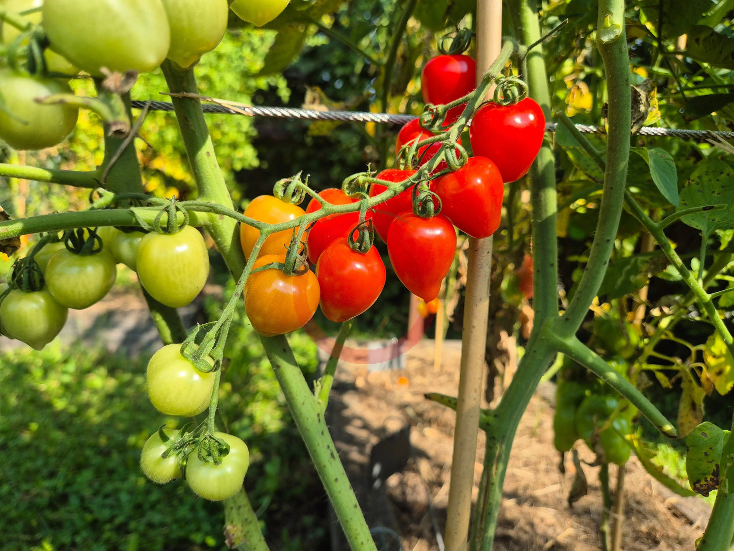 Gardener Sweet-Heart DER TOMATENFLÜSTERER