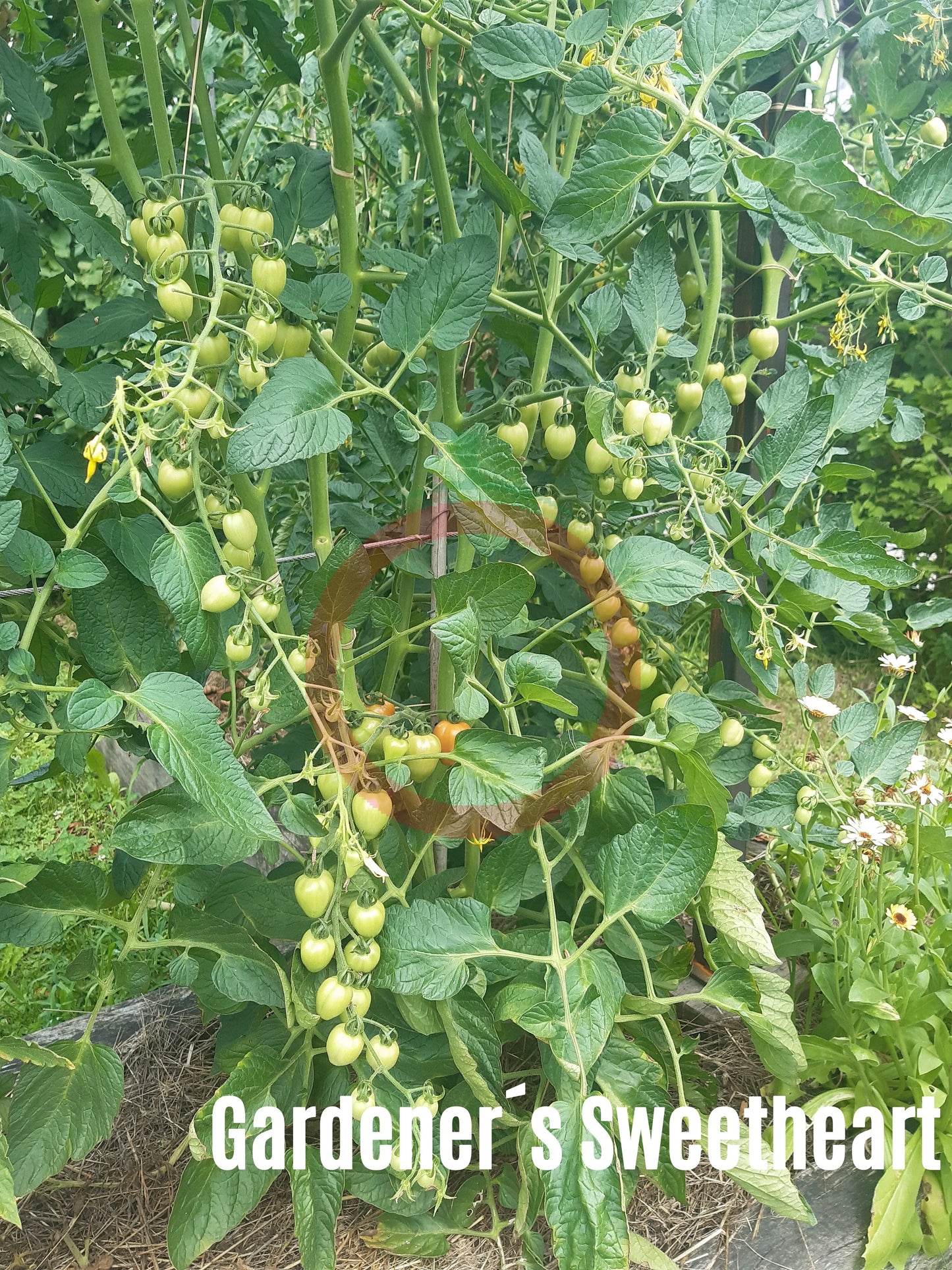Gardener Sweet-Heart DER TOMATENFLÜSTERER
