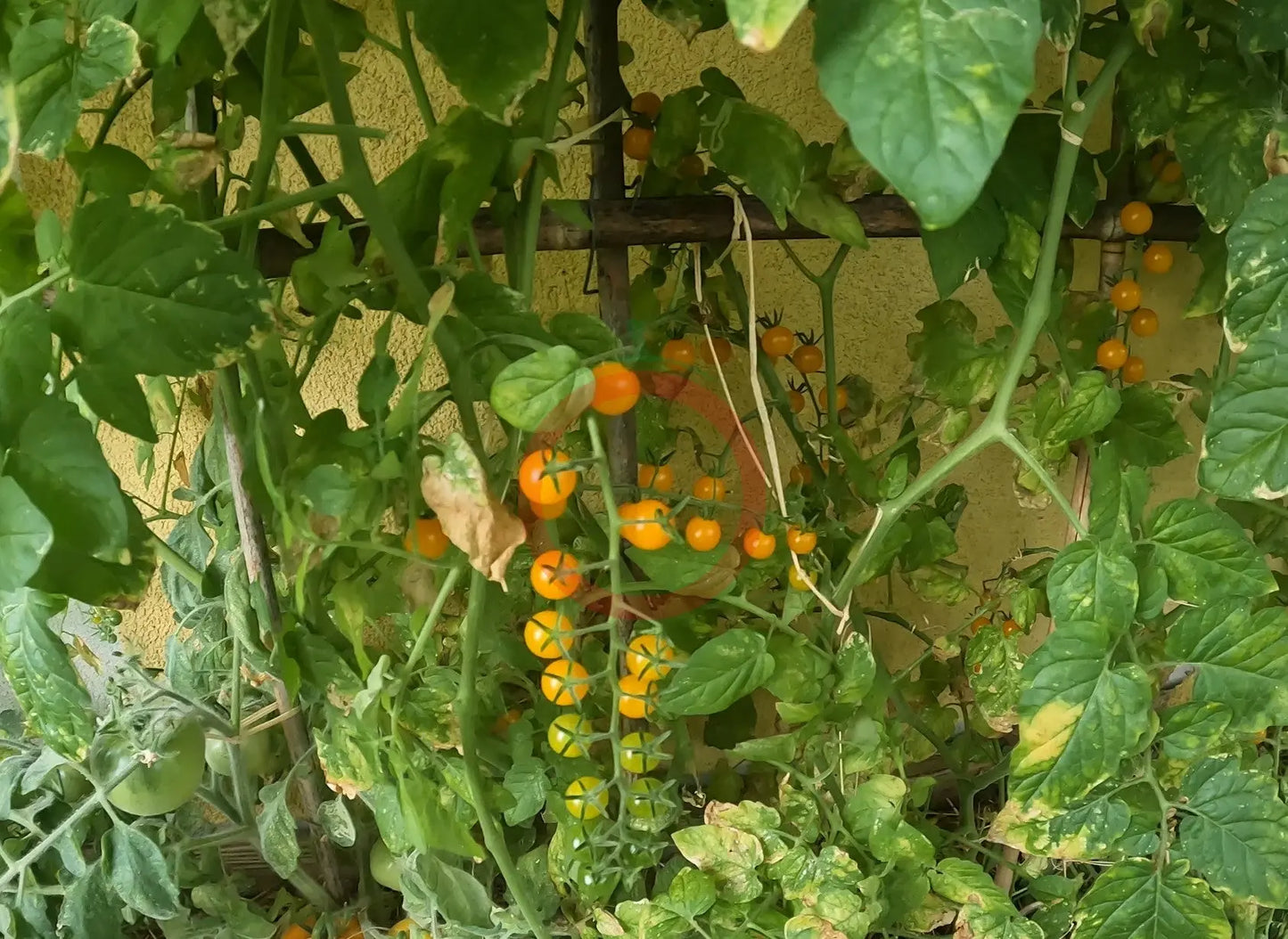 Gelbe Johannisbeere DER TOMATENFLÜSTERER