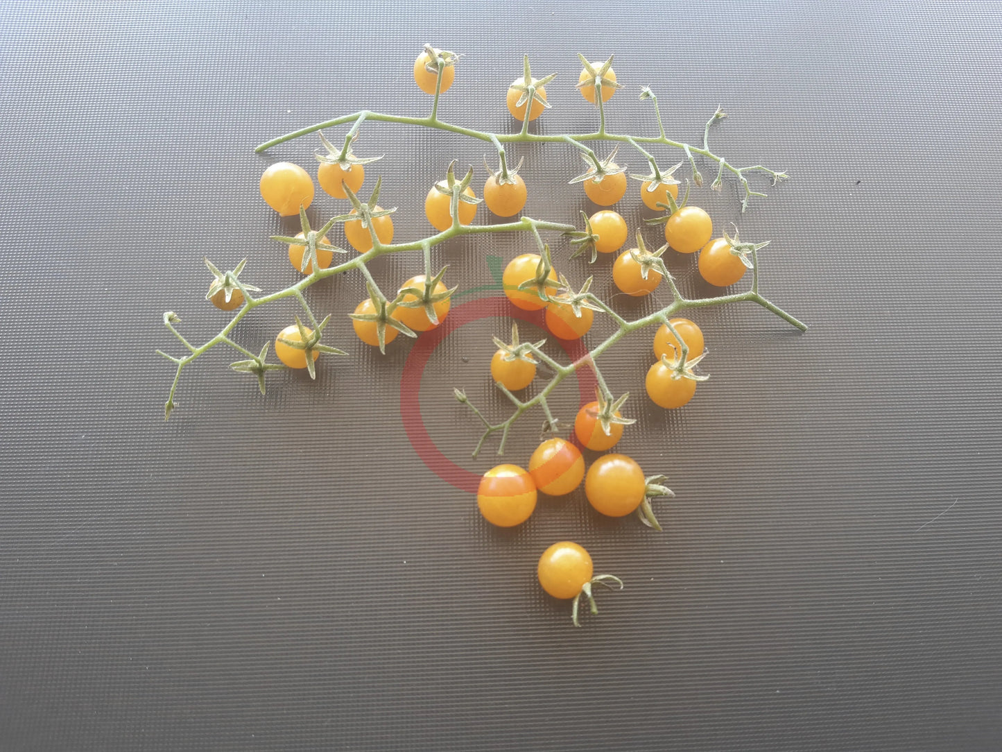 Gelbe Johannisbeere DER TOMATENFLÜSTERER