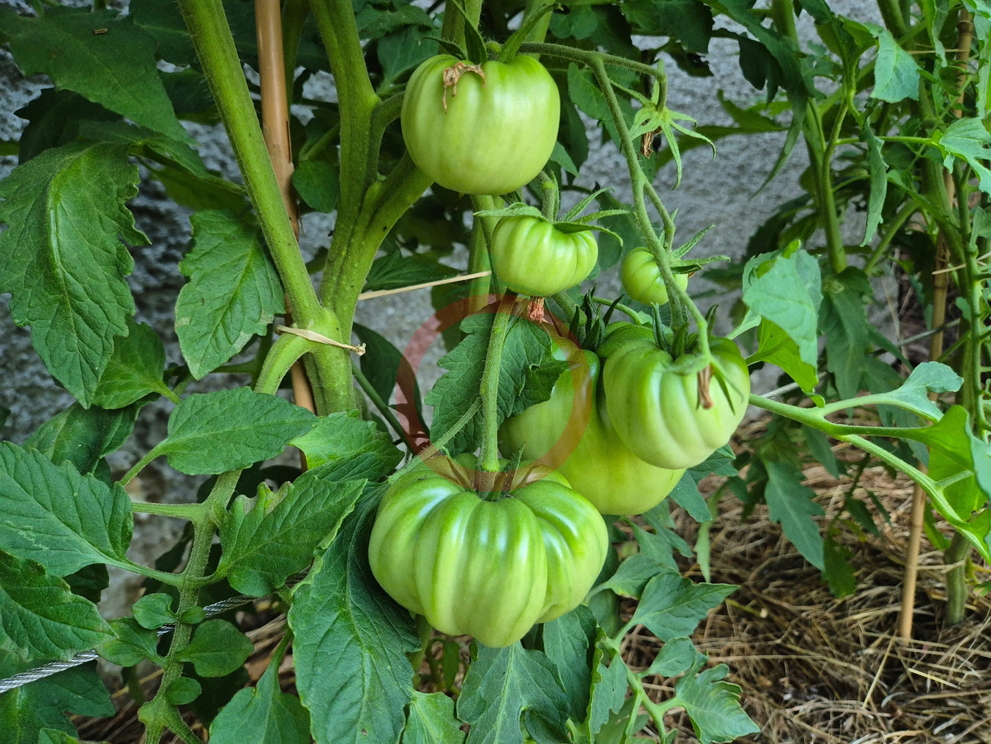 George Detsika´s Italian Red DER TOMATENFLÜSTERER