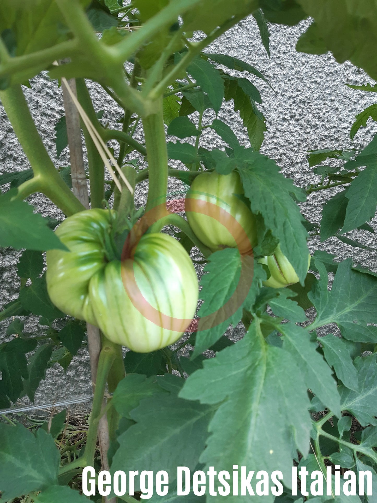 George Detsika´s Italian Red DER TOMATENFLÜSTERER