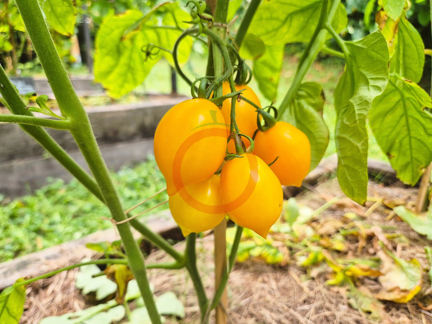 Giagiu DER TOMATENFLÜSTERER
