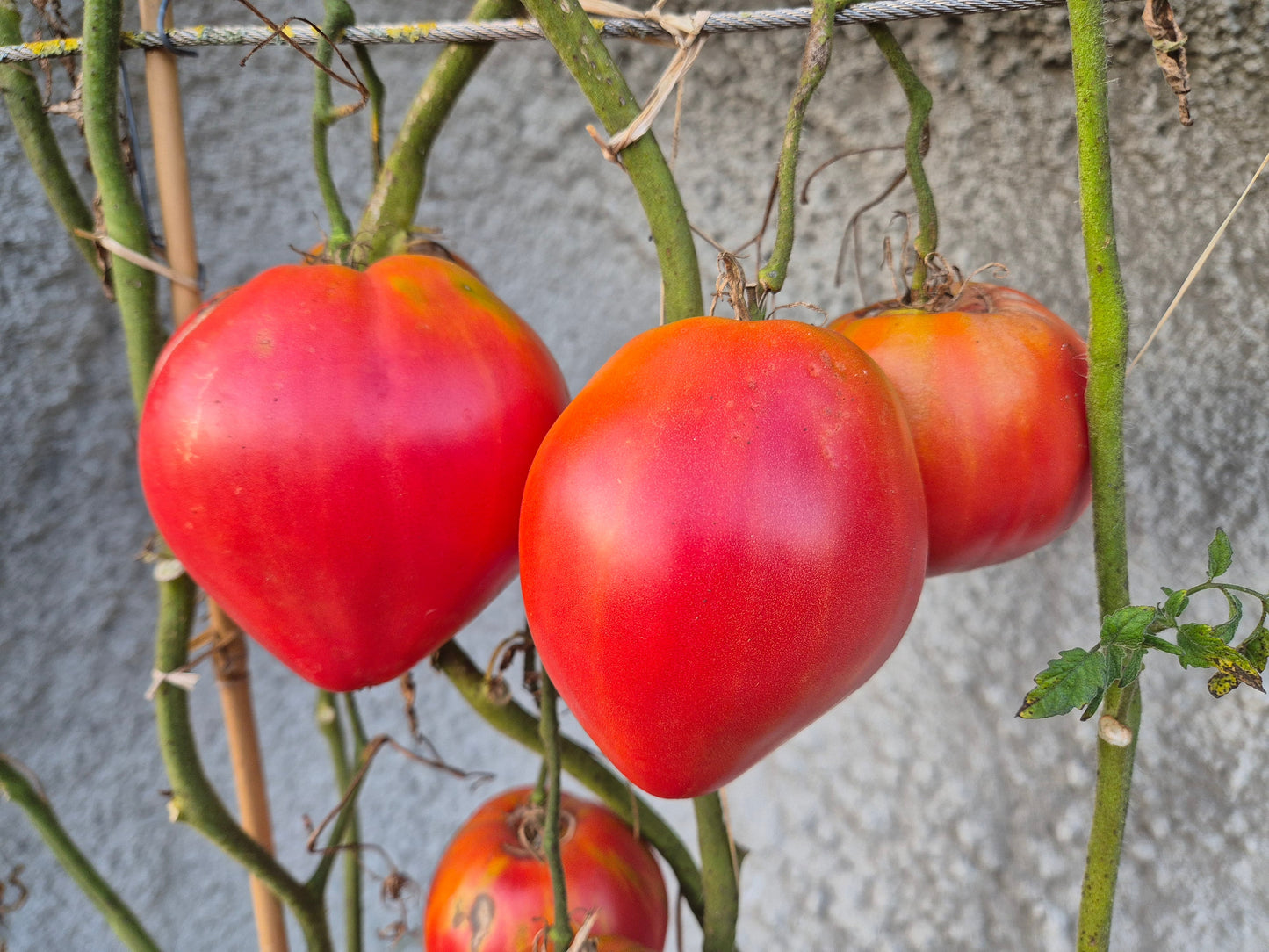 Giant Heart Climber DER TOMATENFLÜSTERER
