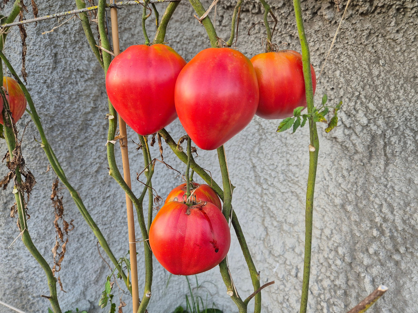 Giant Heart Climber DER TOMATENFLÜSTERER