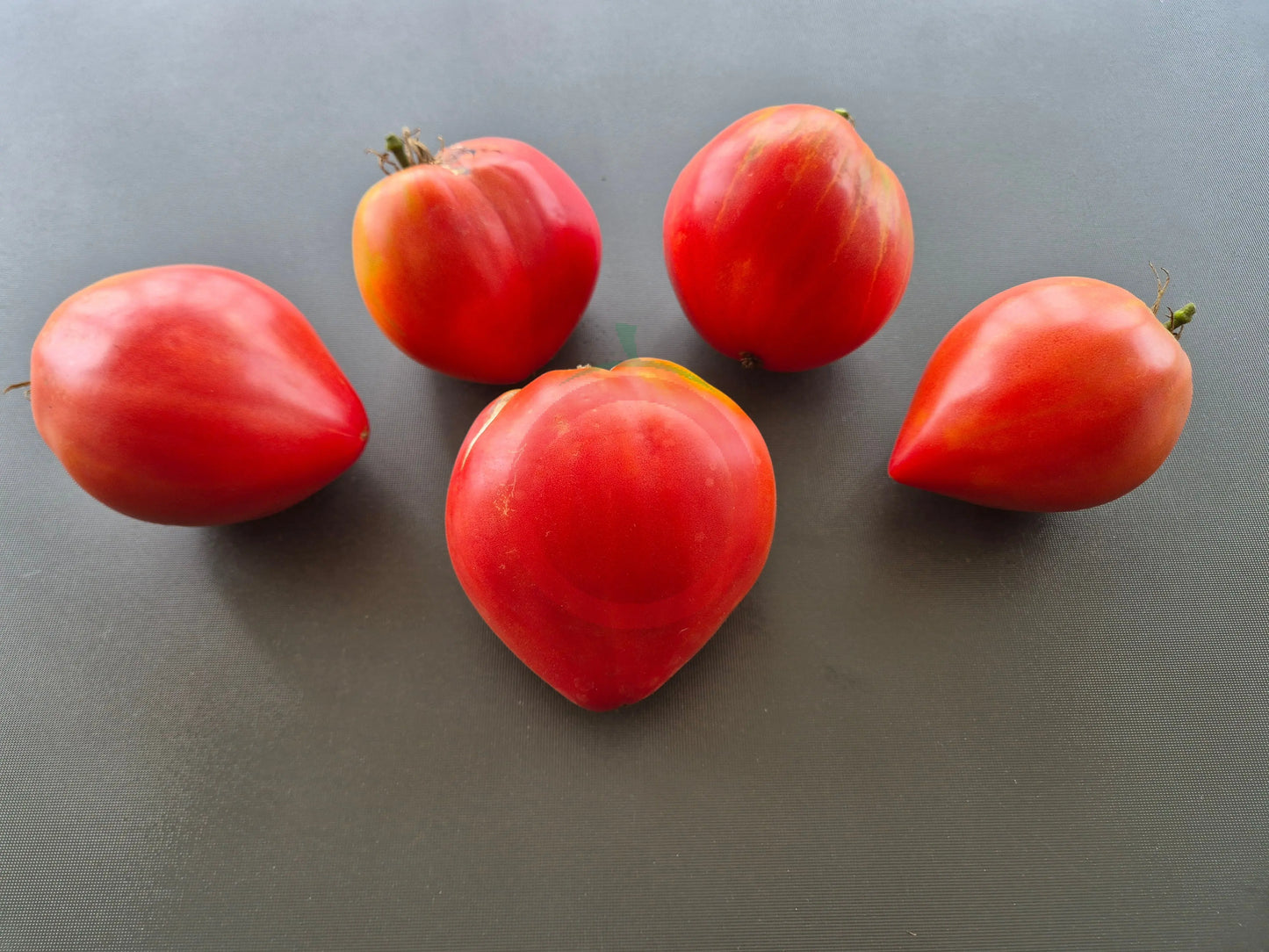 Giant Heart Climber DER TOMATENFLÜSTERER