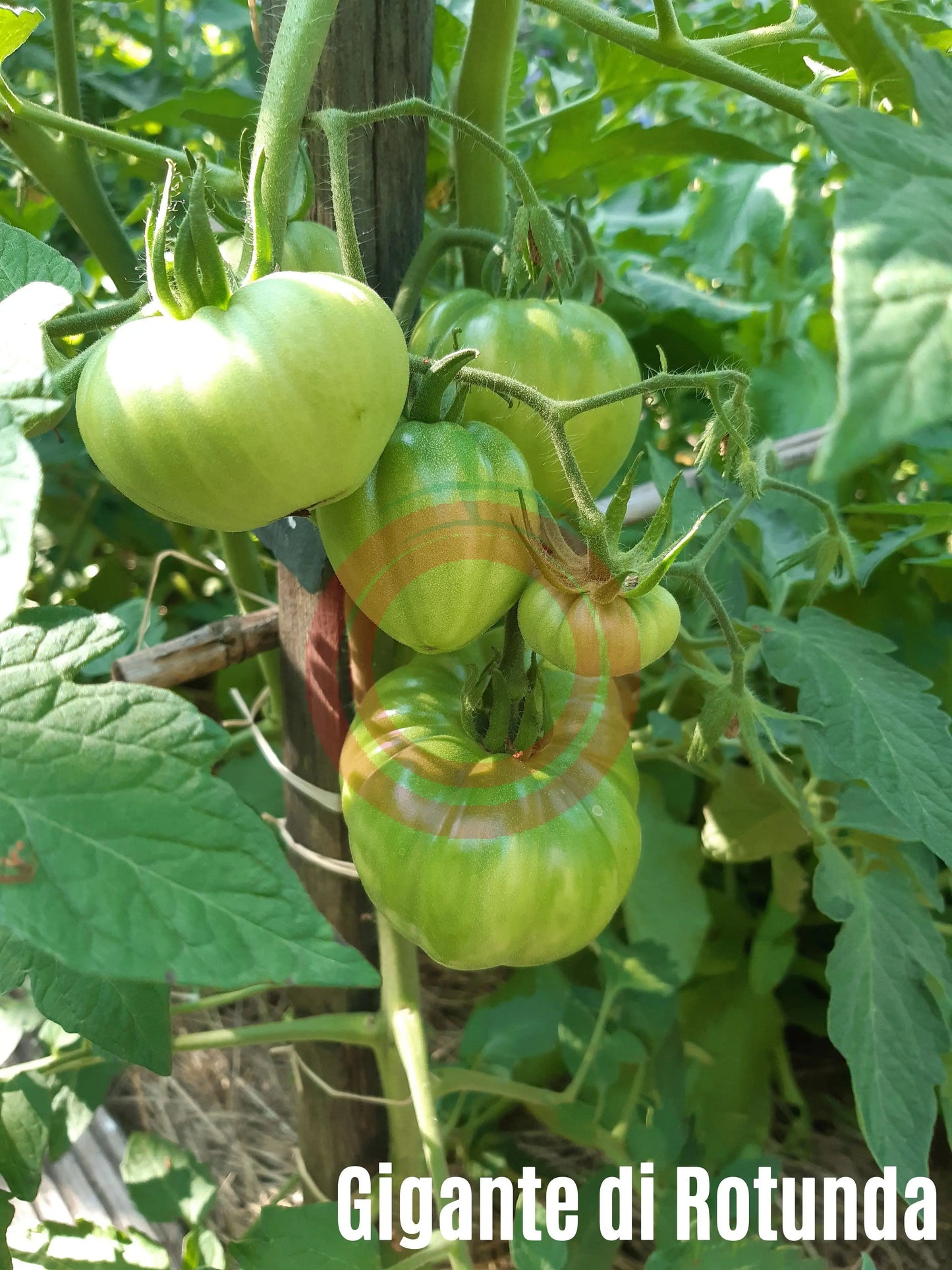Gigante di Rotonda DER TOMATENFLÜSTERER