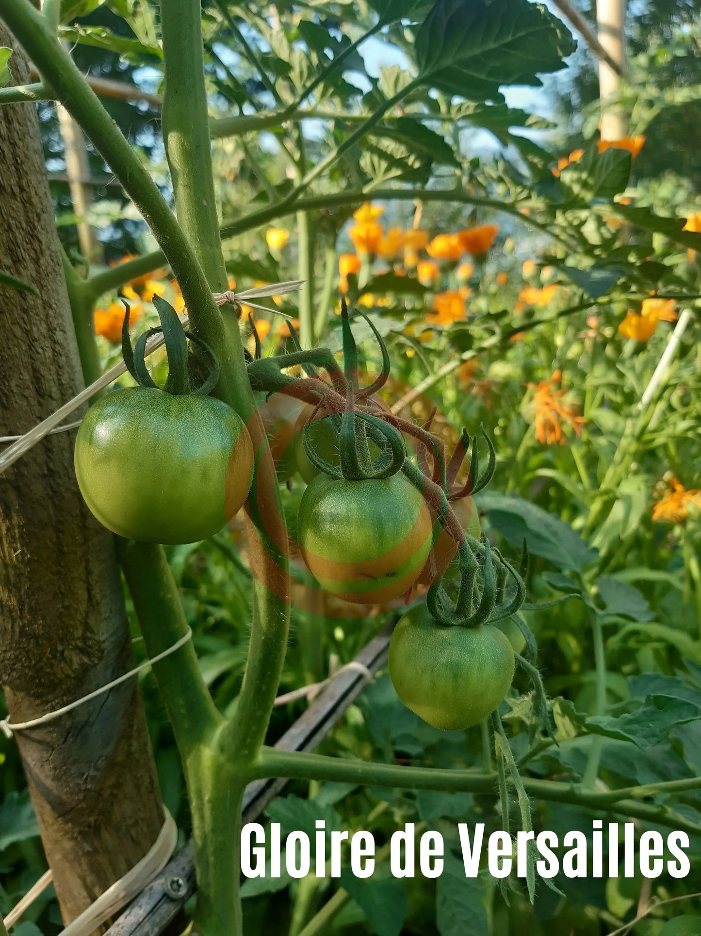 Gloire de Versailles DER TOMATENFLÜSTERER