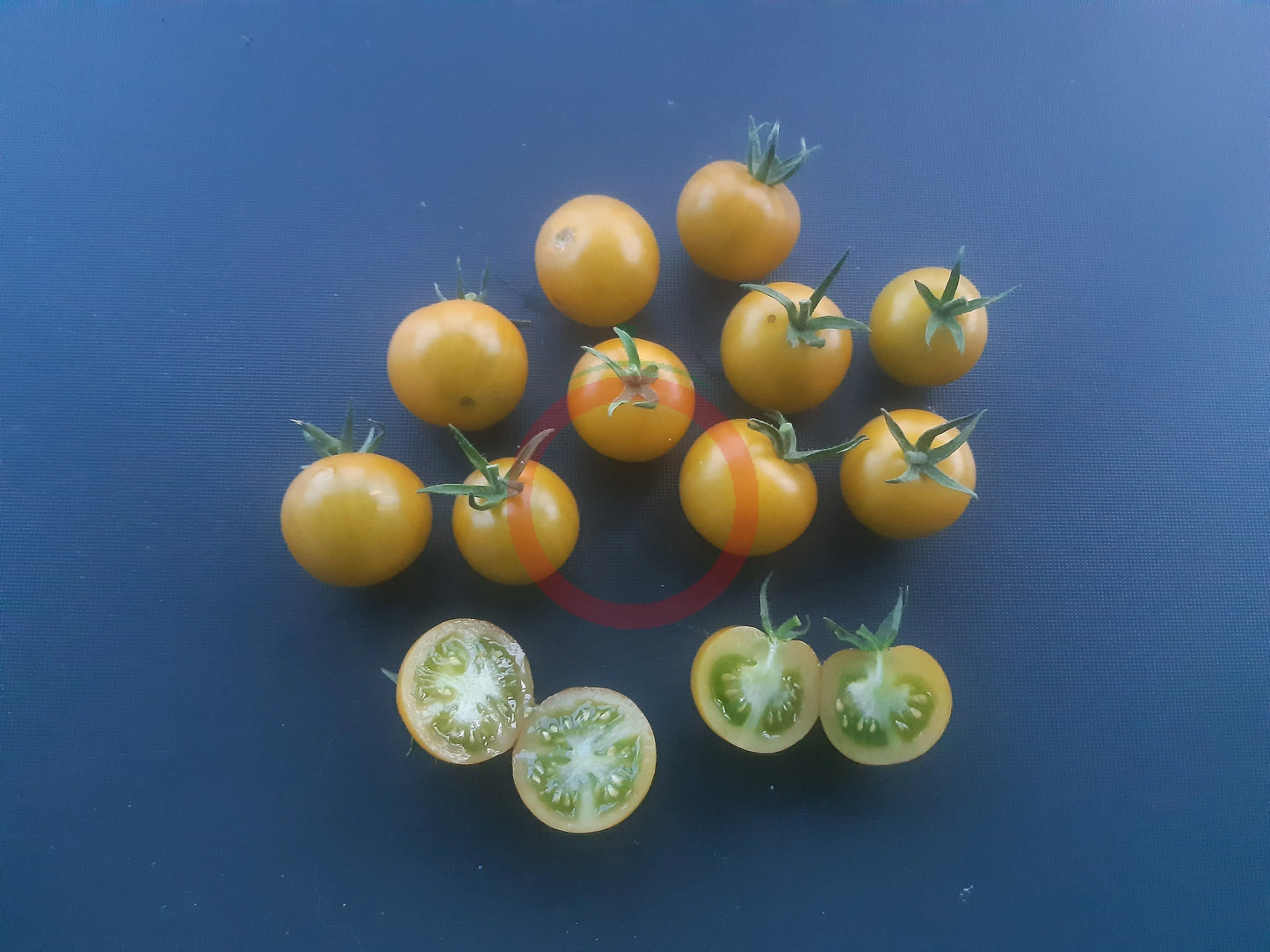 Gobstopper DER TOMATENFLÜSTERER