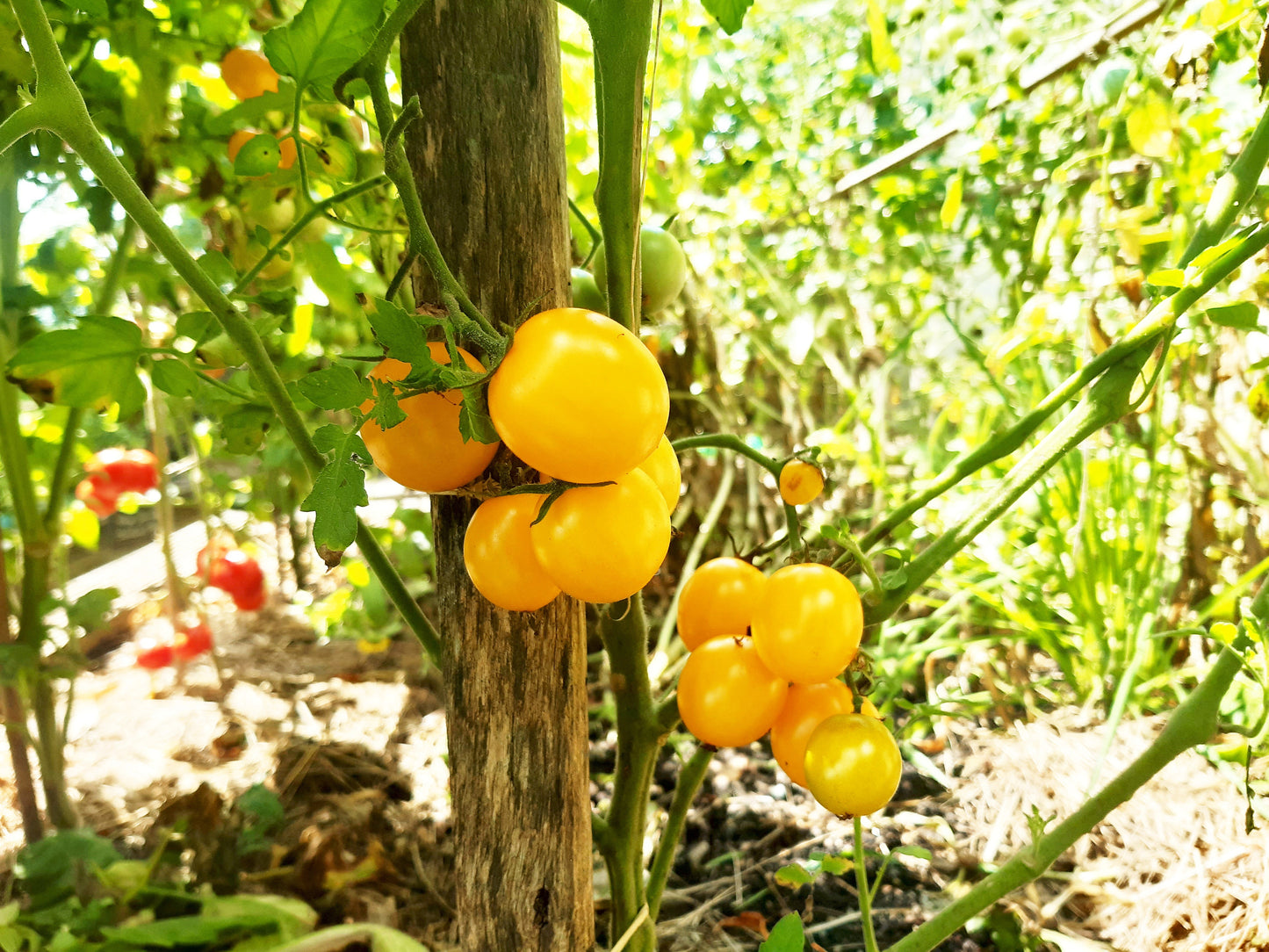 Gold Nugget DER TOMATENFLÜSTERER