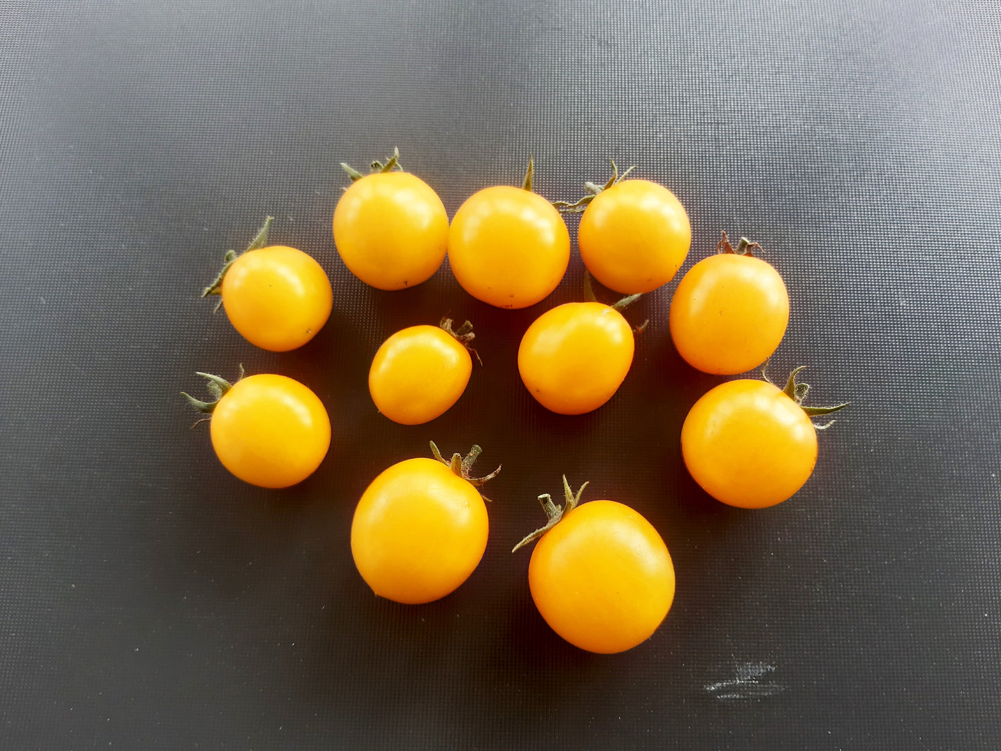 Gold Nugget DER TOMATENFLÜSTERER