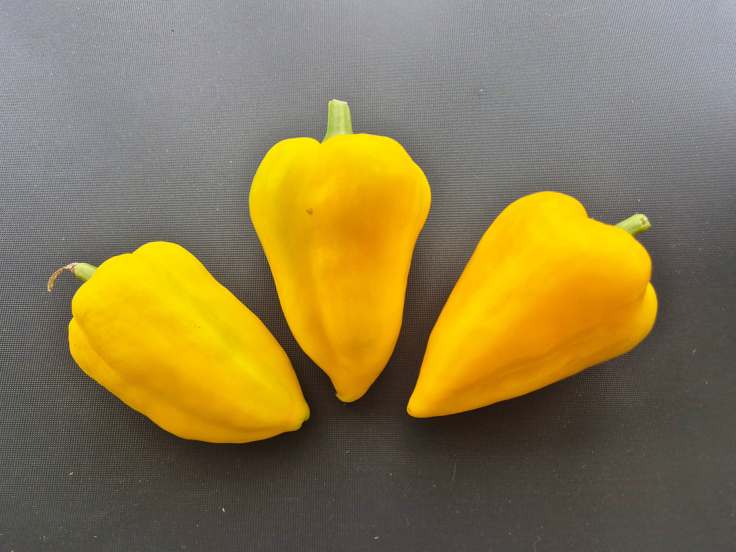 Golden Calf DER TOMATENFLÜSTERER