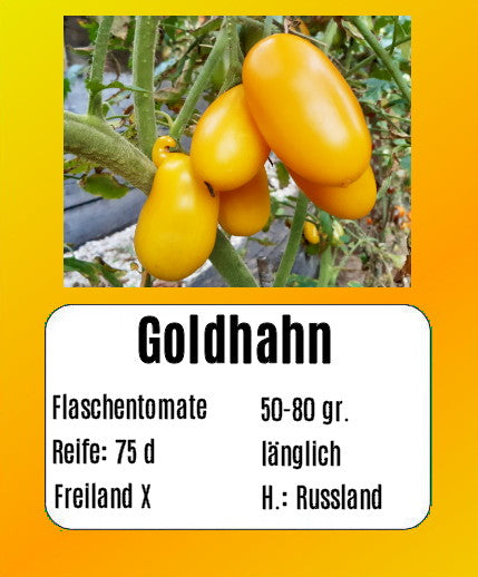 Goldhahn DER TOMATENFLÜSTERER