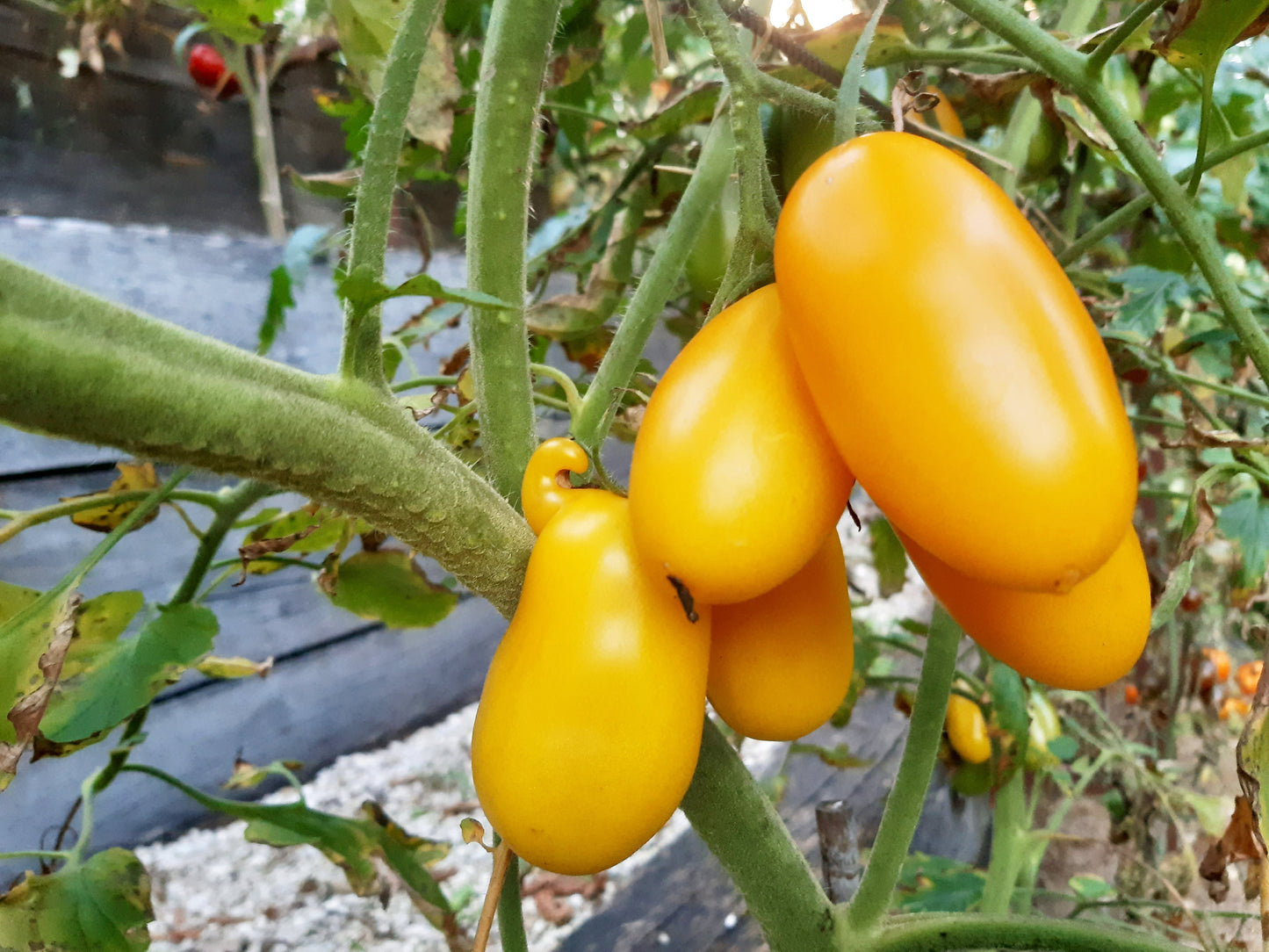 Goldhahn DER TOMATENFLÜSTERER