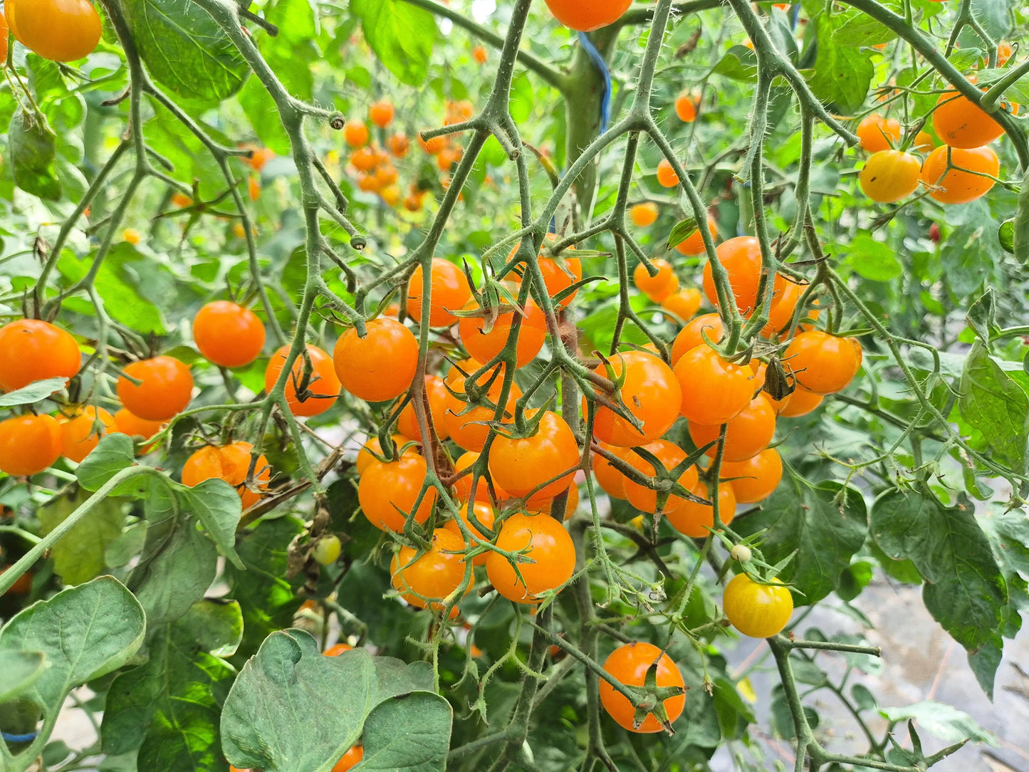 Goldita DER TOMATENFLÜSTERER