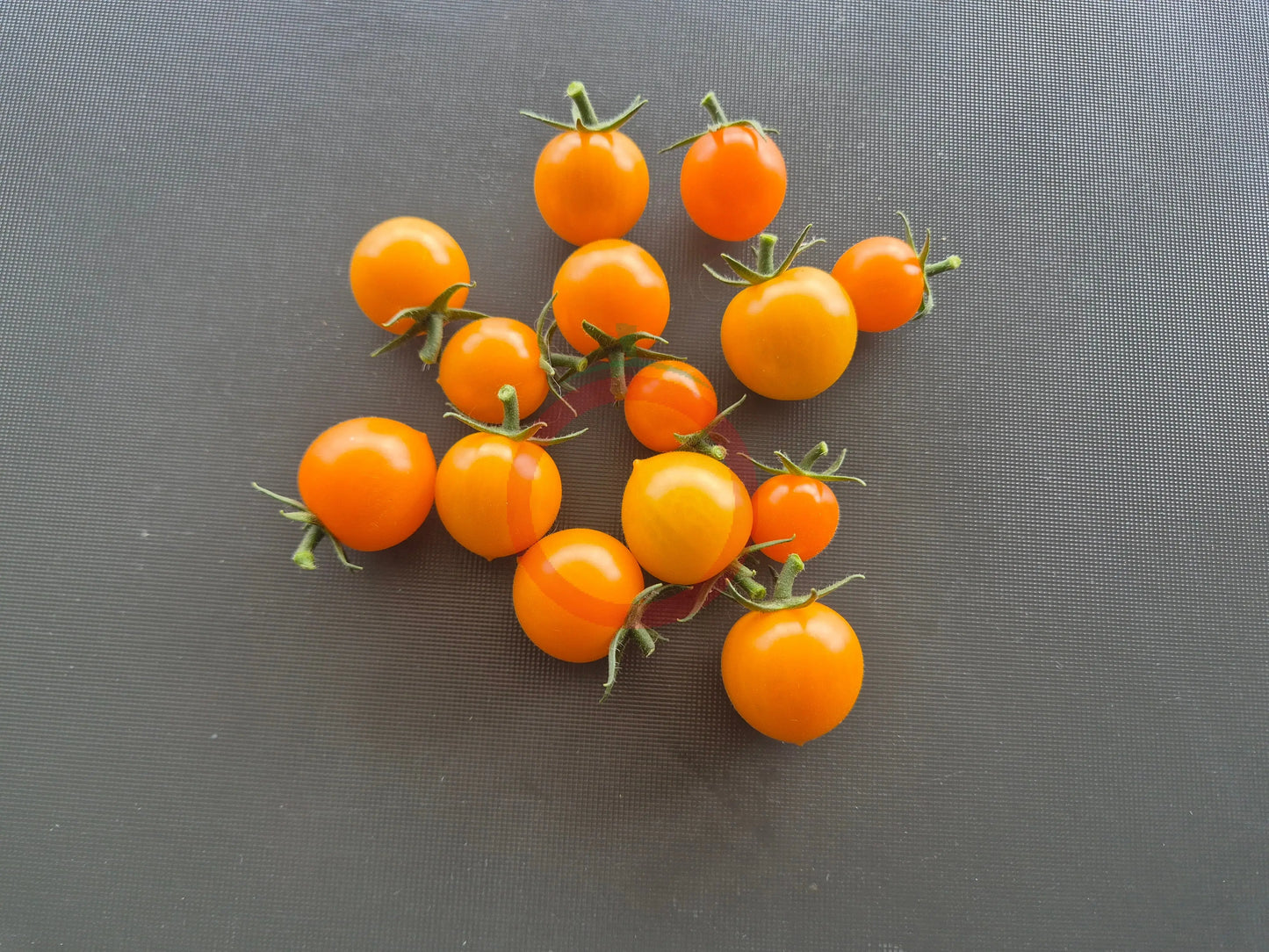 Goldita DER TOMATENFLÜSTERER