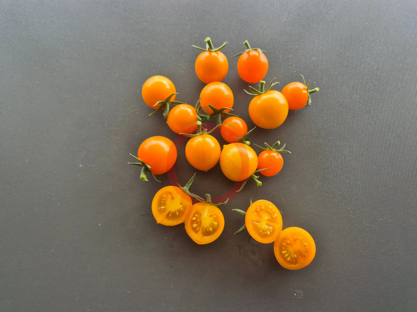 Goldita DER TOMATENFLÜSTERER