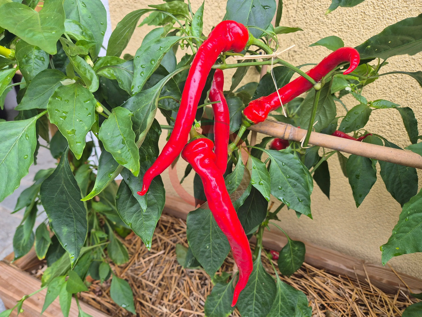 Gorinitsch DER TOMATENFLÜSTERER