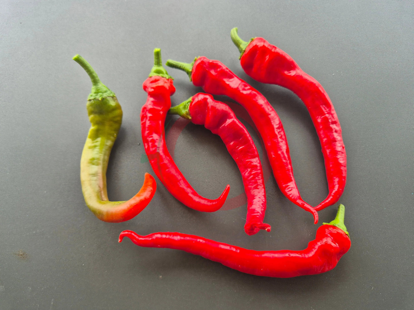 Gorinitsch DER TOMATENFLÜSTERER