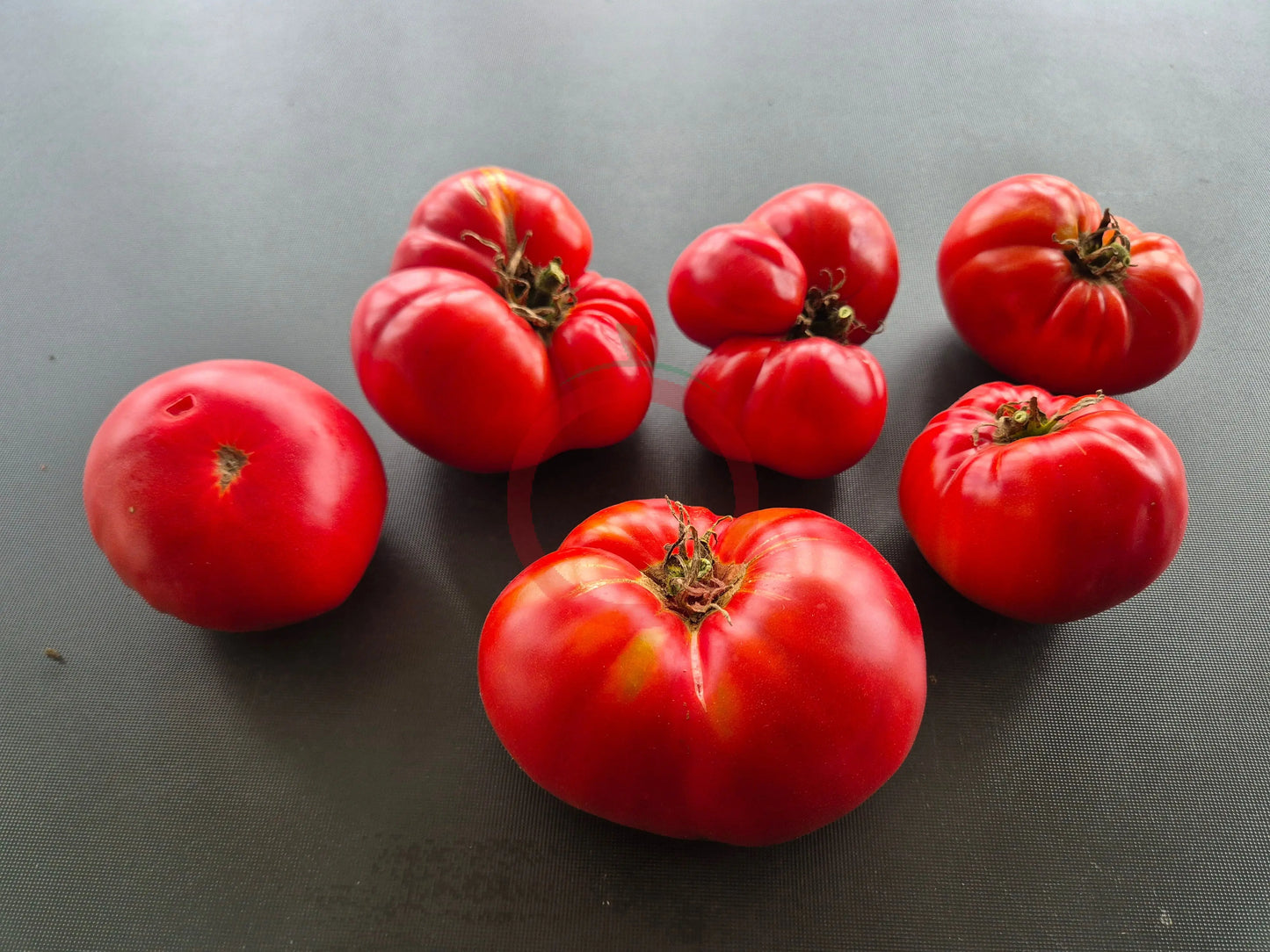 Grandfather Ashlock DER TOMATENFLÜSTERER