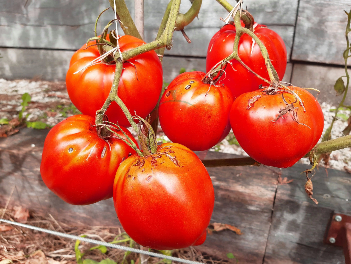 Grbalska Paradejs DER TOMATENFLÜSTERER