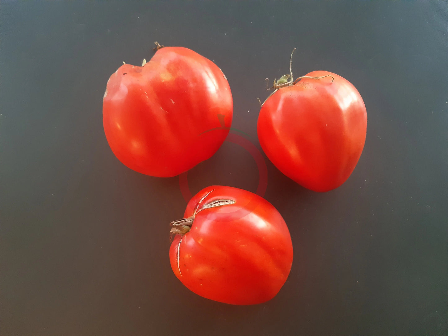 Grbalska Paradejs DER TOMATENFLÜSTERER