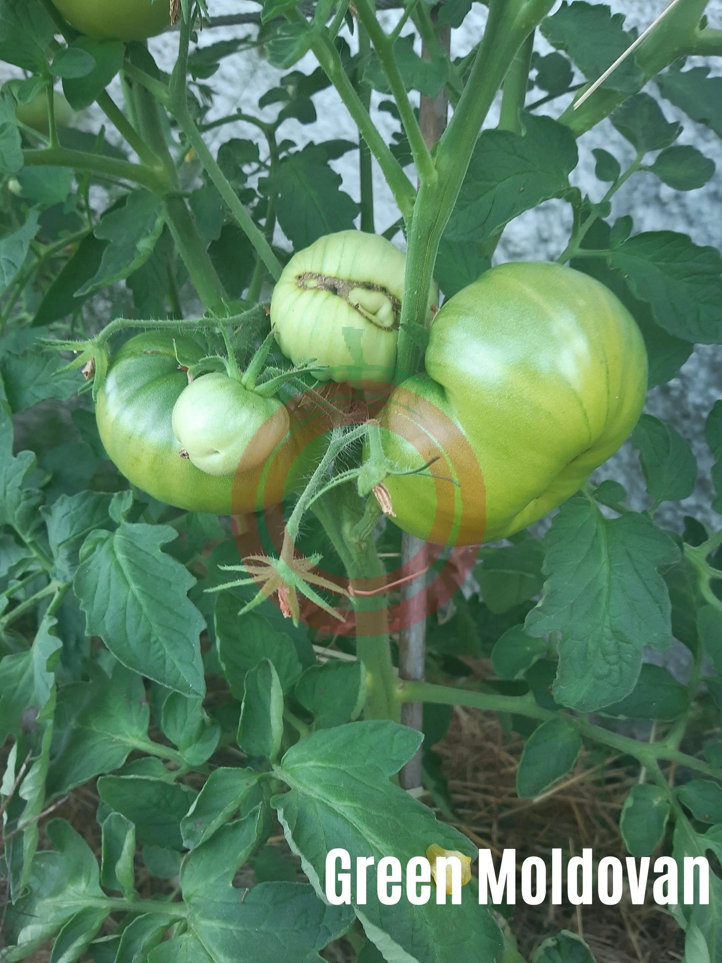 Green Moldovan DER TOMATENFLÜSTERER