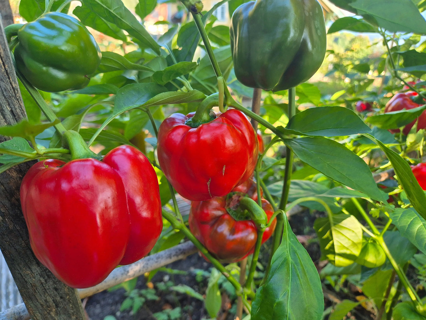 Greygo DER TOMATENFLÜSTERER