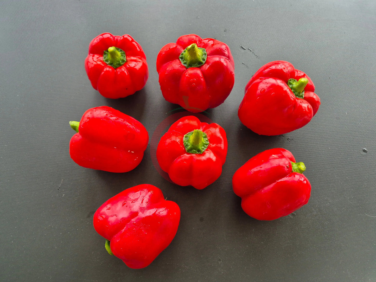 Greygo DER TOMATENFLÜSTERER