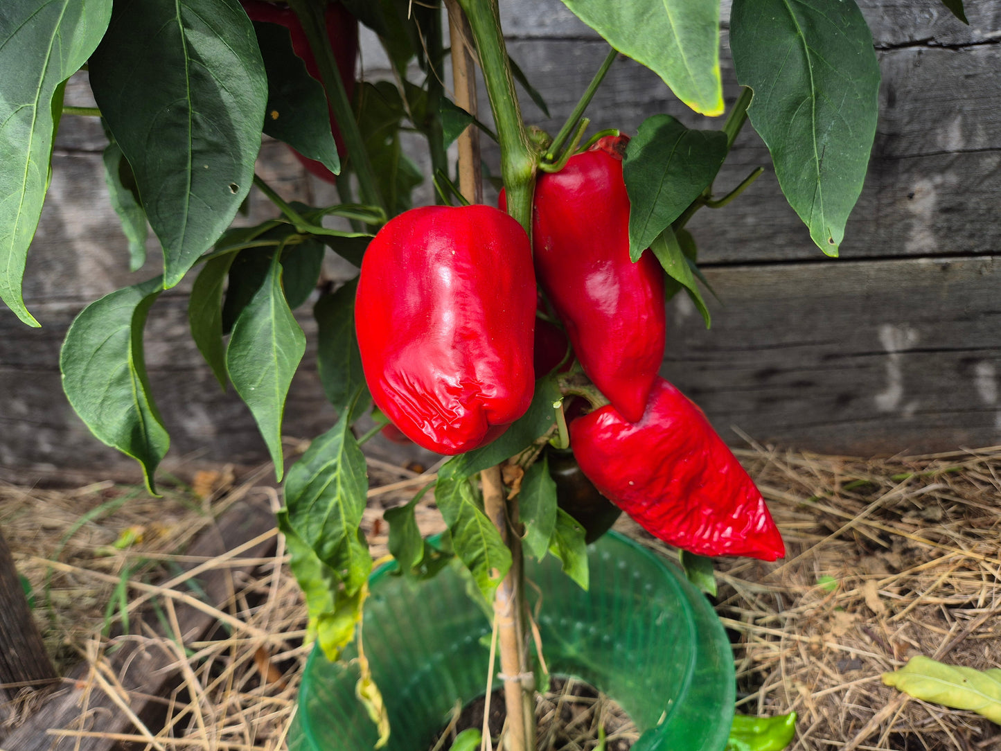 Grueso de Plaza DER TOMATENFLÜSTERER