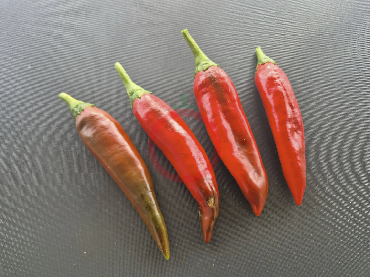 Guajillo DER TOMATENFLÜSTERER