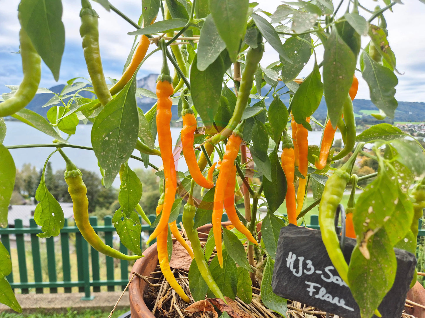 HJ 3 - Solar Flare DER TOMATENFLÜSTERER