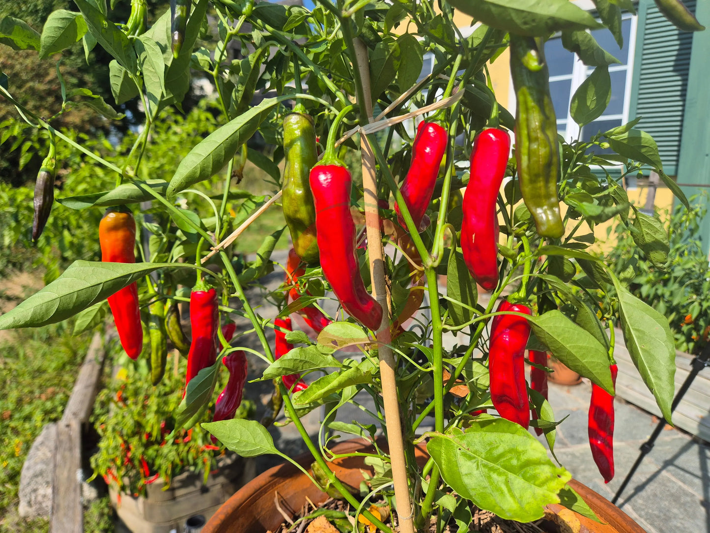 HJ 6 - Pulsar DER TOMATENFLÜSTERER