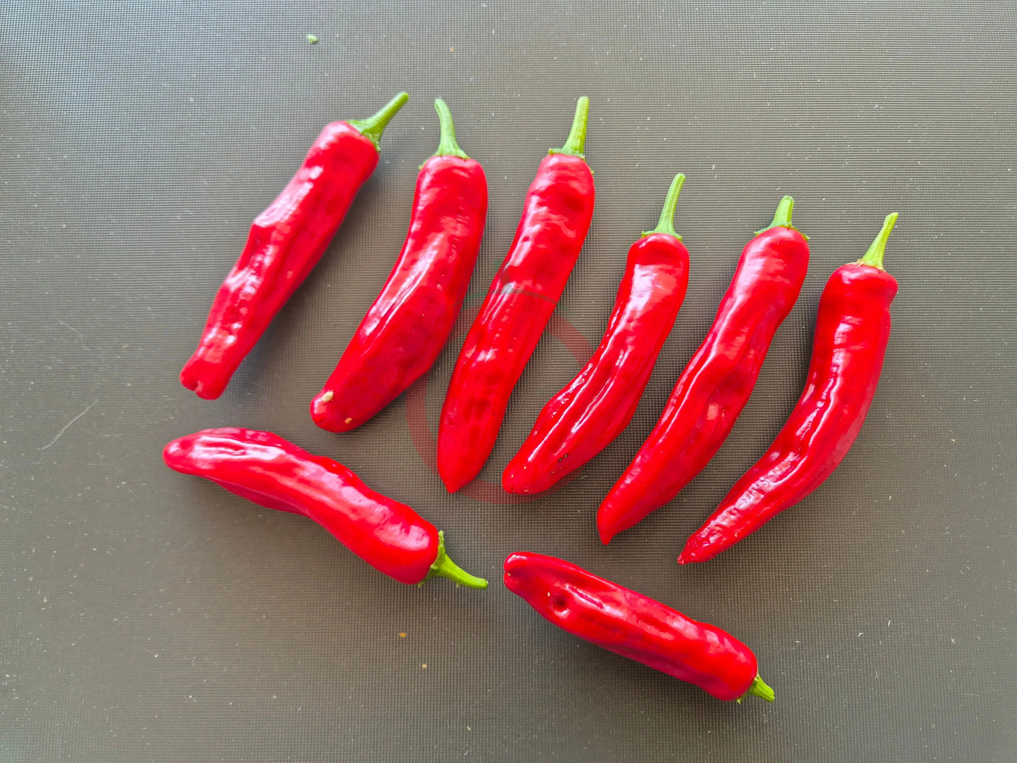 HJ 6 - Pulsar DER TOMATENFLÜSTERER