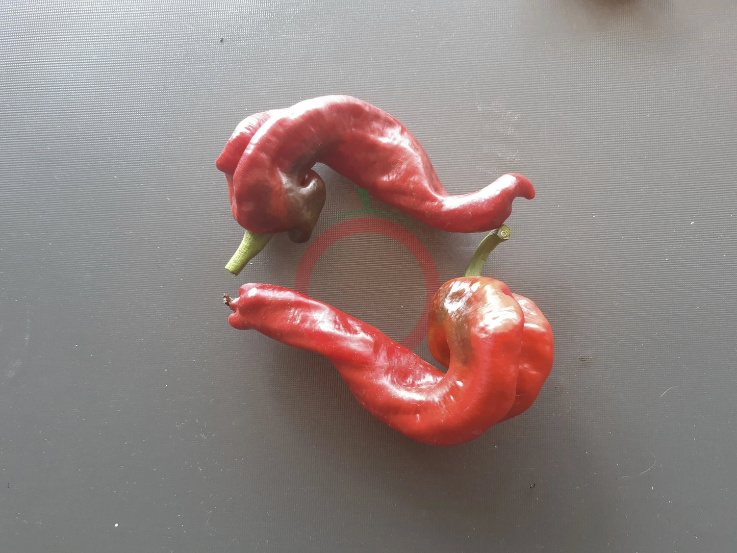 HJ8 - Total Eclipse DER TOMATENFLÜSTERER