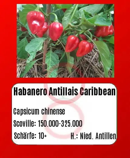 Habanero Antillais Caribbean DER TOMATENFLÜSTERER