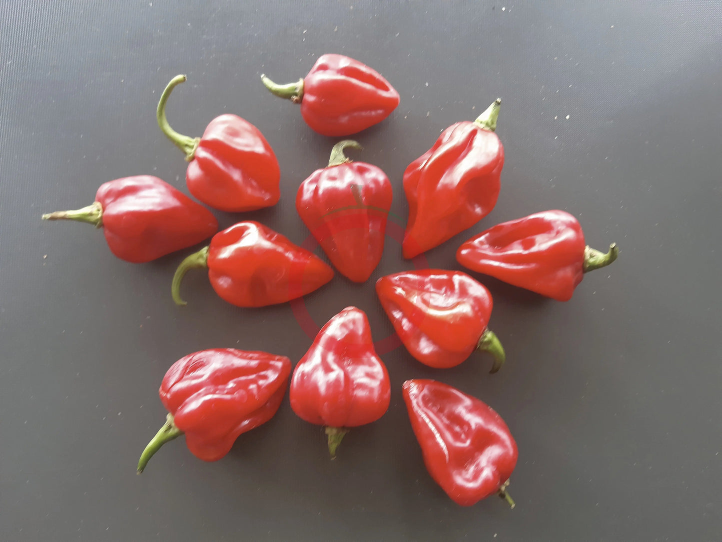 Habanero Antillais Caribbean DER TOMATENFLÜSTERER
