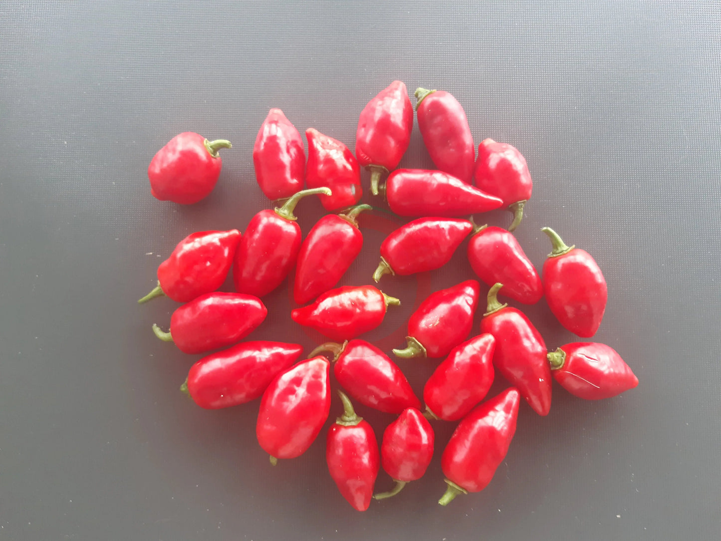 Habanero El Remo F2 DER TOMATENFLÜSTERER