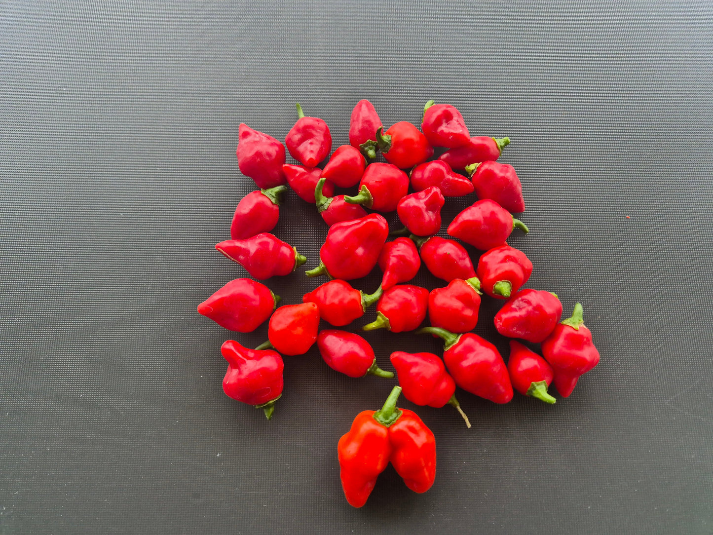 Habanero El Remo F3 DER TOMATENFLÜSTERER